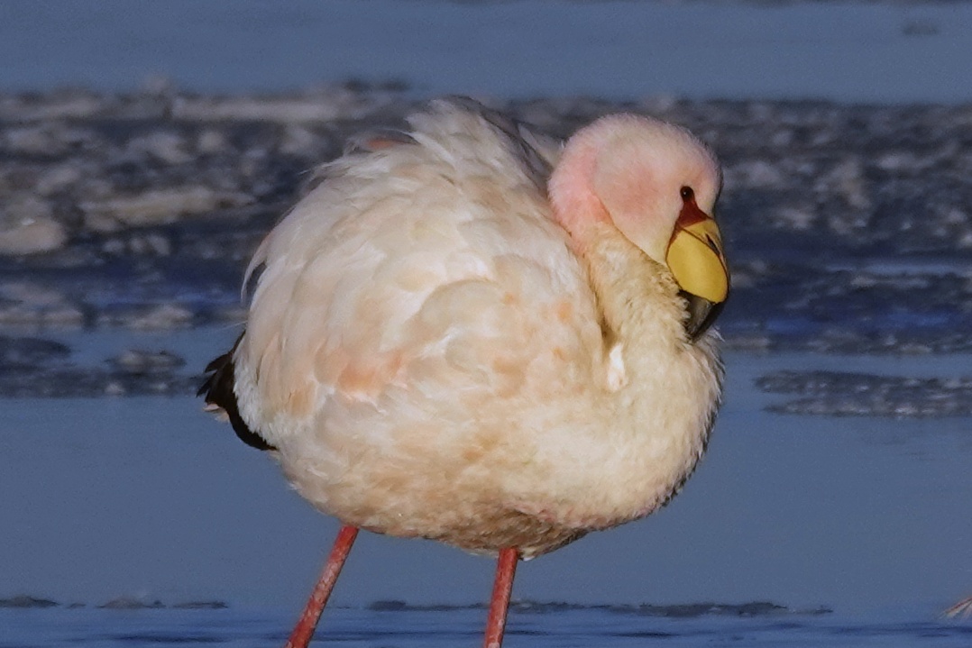 Flamant rose sur le salar d'Uyuni